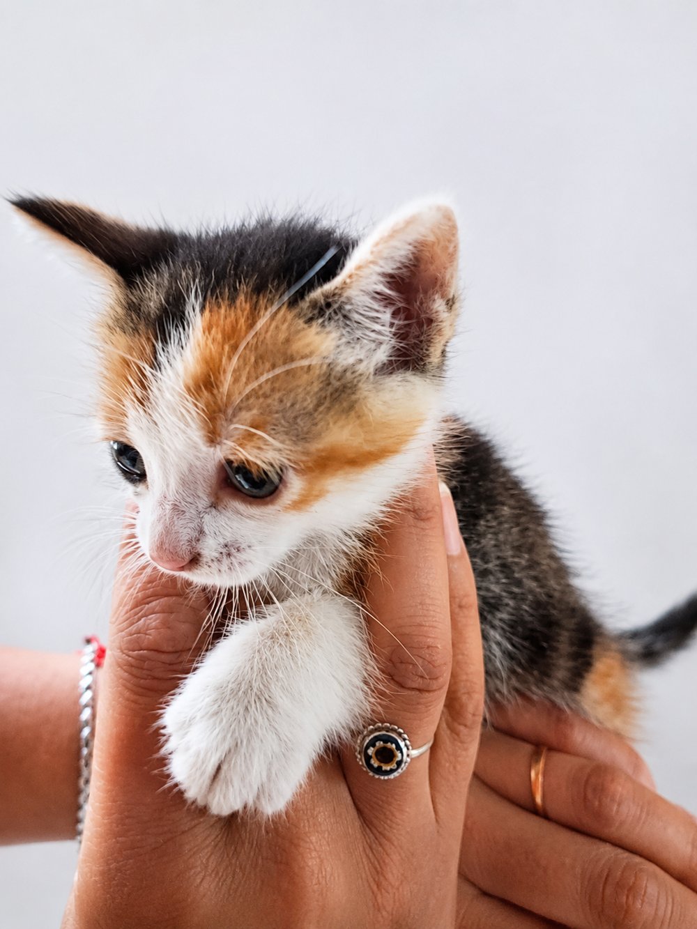 Gatito en brazos
