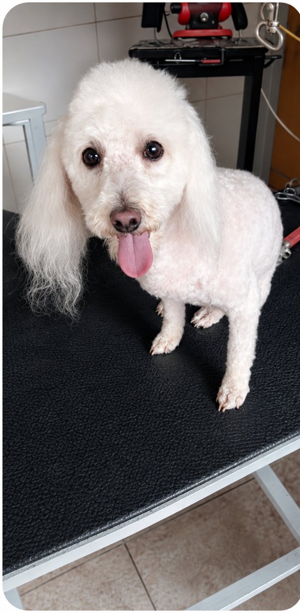 Peluquería canina