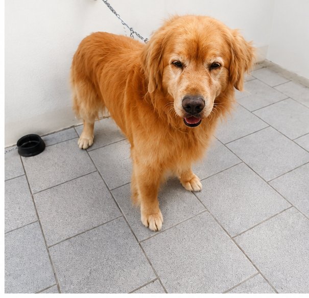 Golden retriever