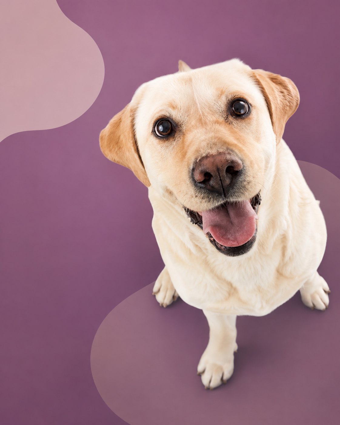Atención veterinaria a domicilio en Bahía Blanca